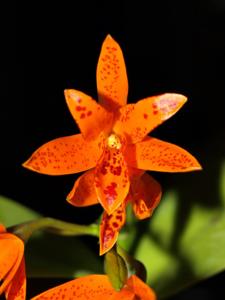 Guarianthe aurantiaca