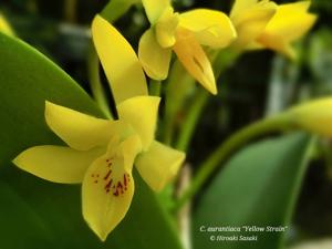 Guarianthe aurantiaca