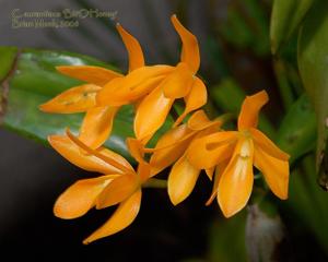 Guarianthe aurantiaca