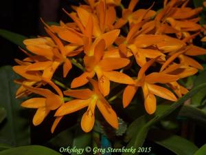 Guarianthe aurantiaca