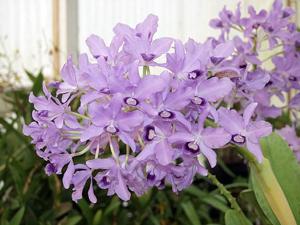 Guarianthe bowringiana