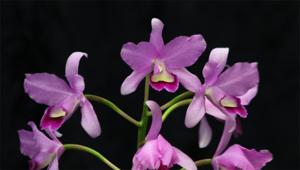 Guarianthe bowringiana