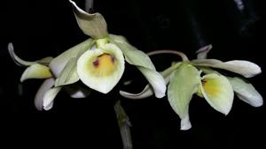 Dendrobium signatum