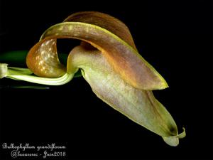 Bulbophyllum grandiflorum