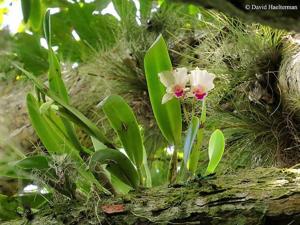 Cattleya quadricolor