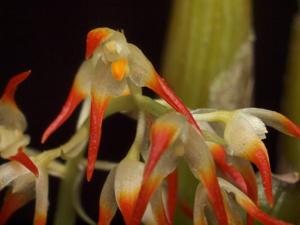 Bulbophyllum angustifolium