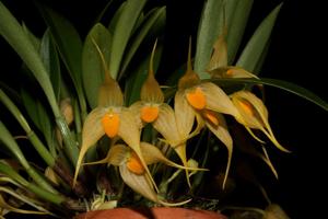 Bulbophyllum ankylochele