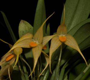 Bulbophyllum ankylochele