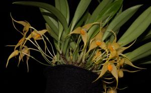 Bulbophyllum ankylochele