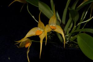 Bulbophyllum ankylochele