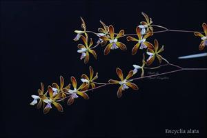 Encyclia alata