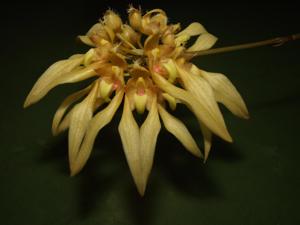 Bulbophyllum annandalei