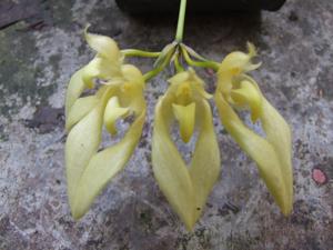 Bulbophyllum annandalei