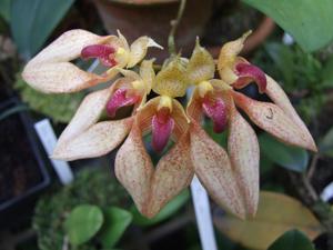 Bulbophyllum annandalei