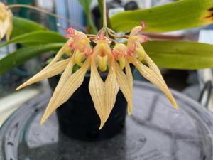 Bulbophyllum annandalei