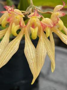 Bulbophyllum annandalei