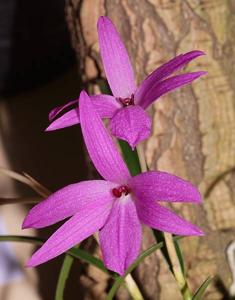 Isabelia violacea