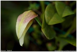 Bulbophyllum antenniferum