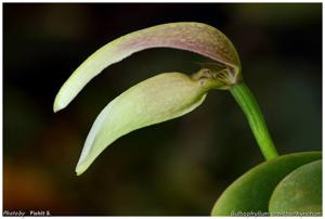 Bulbophyllum antenniferum