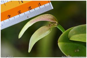 Bulbophyllum antenniferum