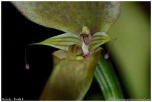 Bulbophyllum antenniferum