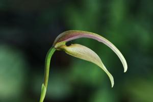Bulbophyllum antenniferum