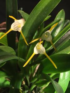 Masdevallia attenuata