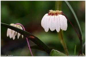 Bulbophyllum auratum