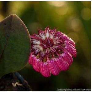 Bulbophyllum auratum