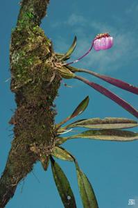 Bulbophyllum auratum