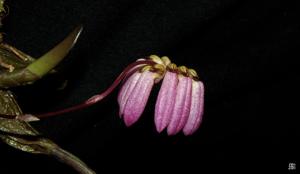 Bulbophyllum auratum