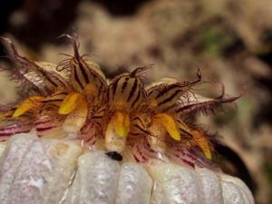 Bulbophyllum auratum