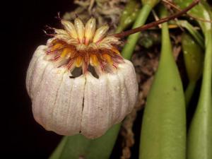 Bulbophyllum auratum