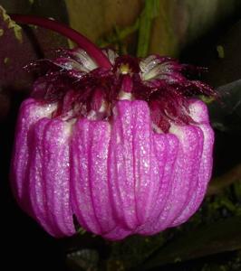 Bulbophyllum auratum