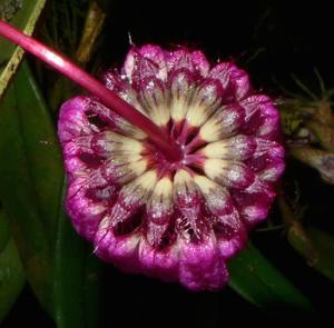 Bulbophyllum auratum