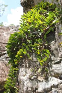 Bulbophyllum baileyi
