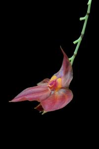 Lepanthes sijmii