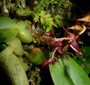 Bulbophyllum barbigerum