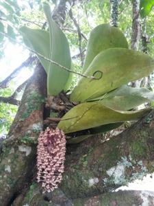 Bulbophyllum beccarii