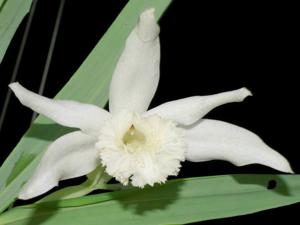 Thunia alba var. alba