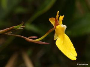 Otoglossum harlingii