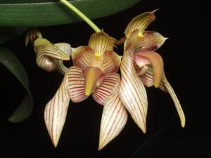 Bulbophyllum bicolor