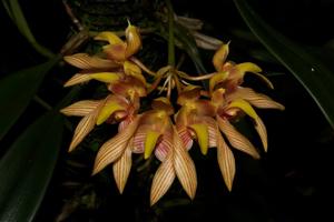 Bulbophyllum bicolor