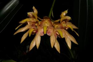 Bulbophyllum bicolor