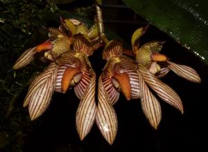 Bulbophyllum bicolor