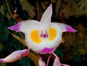 Dendrobium devonianum