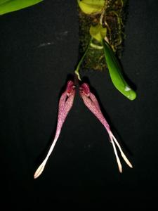 Bulbophyllum biflorum