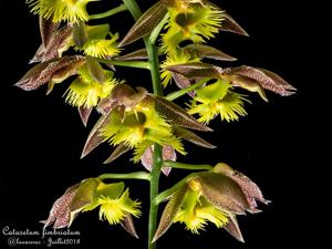 Catasetum fimbriatum