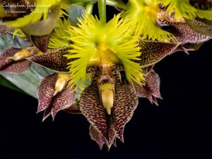 Catasetum fimbriatum