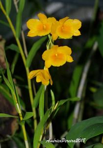 Dendrobium chryseum